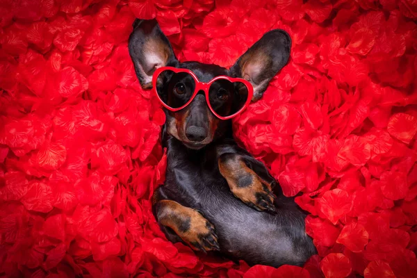 Valentines wedding dog in love — Stock Photo, Image