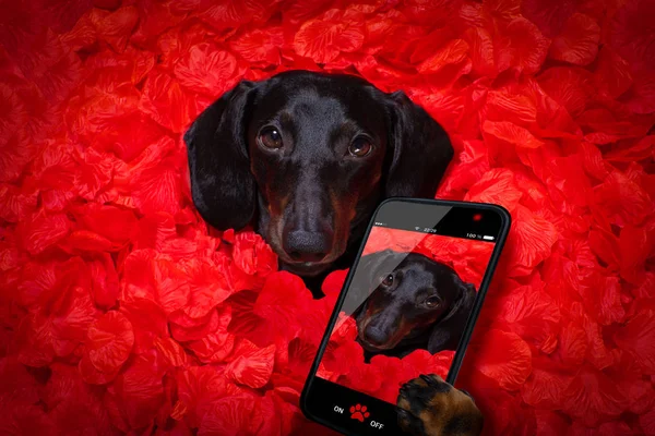 Валентинки весільний собака в любові — стокове фото