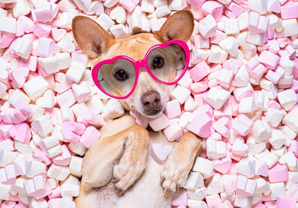 Valentines boda perro en amor ingenio rosa — Foto de Stock