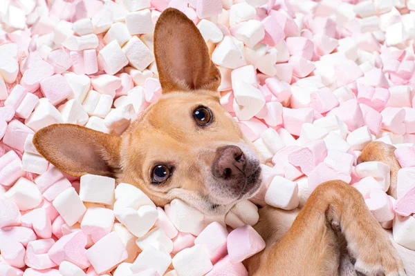 Alla hjärtans dag bröllop hund i kärlek med ros — Stockfoto