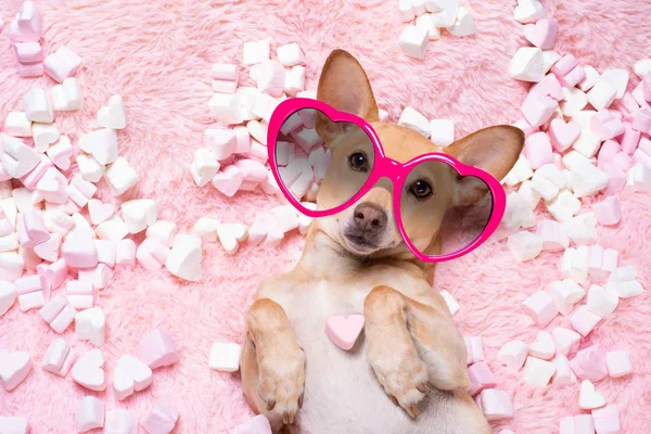 Valentines svatební pes v lásce vtip růže — Stock fotografie