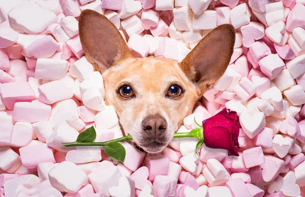 Valentijnsdag trouwhond in liefde roos — Stockfoto