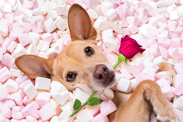 Valentines γαμήλιο σκυλί στην αγάπη πνεύμα τριαντάφυλλο — Φωτογραφία Αρχείου