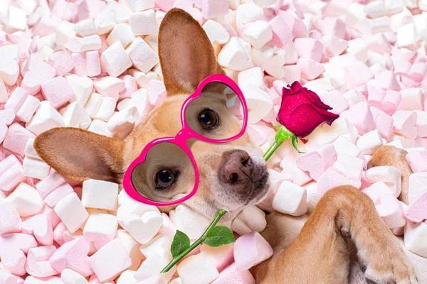 Valentijnsdag trouwhond in liefde roos — Stockfoto
