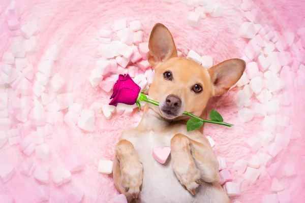 Valentijnsdag trouwhond in liefde roos — Stockfoto