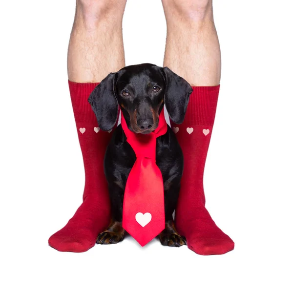 San Valentino cane da sposa innamorato — Foto Stock