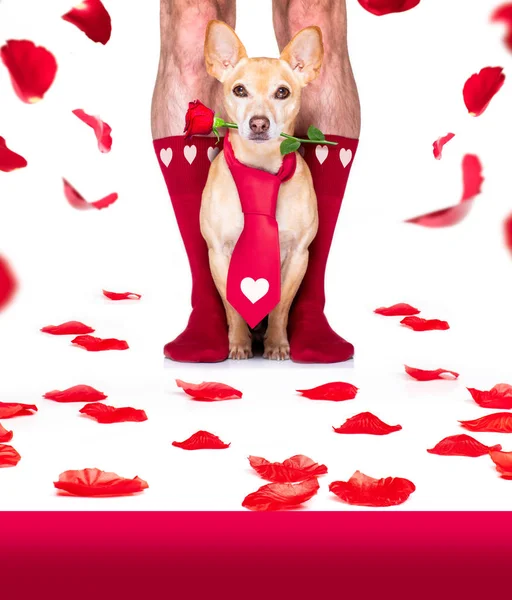 San Valentín perro de boda en el amor — Foto de Stock