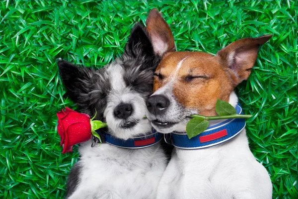 Pareja de perros enamorados muy juntos tumbados en la hierba en el —  Fotos de Stock