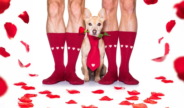 Valentines wedding dog in love — Stock Photo, Image