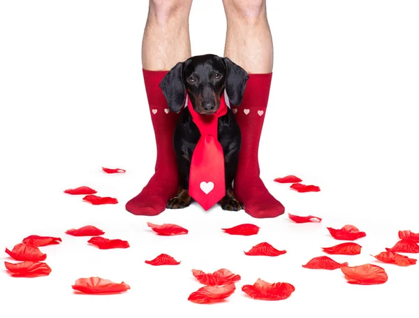 Valentines wedding dog in love — Stock Photo, Image