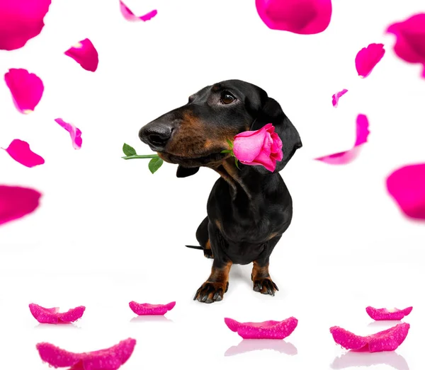 Valentines amor perro —  Fotos de Stock