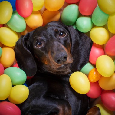 Mutlu Paskalya dachshund sosislisi yatakta uzanmış komik renkli yumurtalarla dolu, tatil sezonu için.