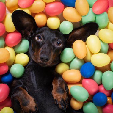 Mutlu Paskalya dachshund sosislisi yatakta uzanmış komik renkli yumurtalarla dolu, tatil sezonu için.