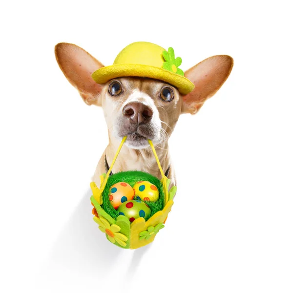 Feliz Cão Chihuahua Páscoa Com Ovos Coloridos Engraçados Uma Cesta — Fotografia de Stock