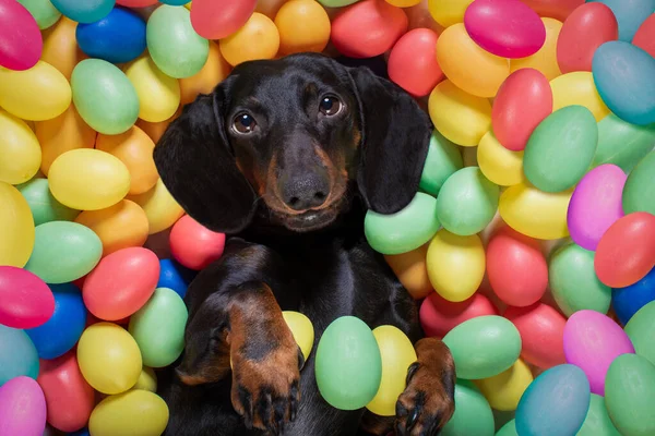 Glad Påsk Tax Korv Hund Ligger Sängen Full Roliga Färgglada — Stockfoto