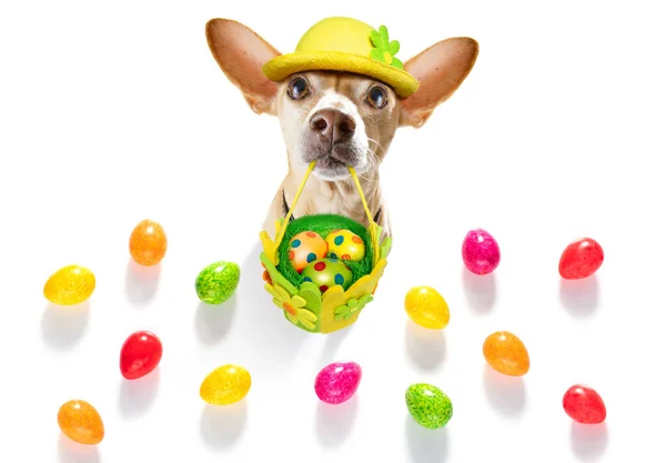 Happy Easter Chihuahua Dog Funny Colourful Eggs Basket Holiday Season — Φωτογραφία Αρχείου