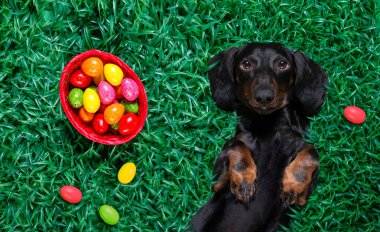 Mutlu Paskalya dachshund sosislisi. Yanında bir sürü yumurta ve sepet var. Dinleniyor, yalan söylüyor ya da tatil sezonunda çimlere uzanıyor.