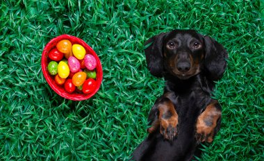 Mutlu Paskalya dachshund sosislisi. Yanında bir sürü yumurta ve sepet var. Dinleniyor, yalan söylüyor ya da tatil sezonunda çimlere uzanıyor.