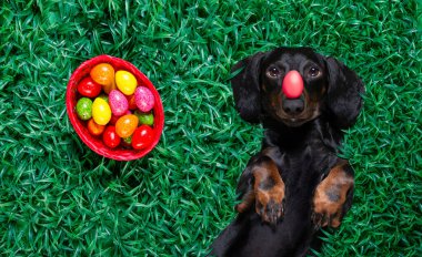 Mutlu Paskalya dachshund sosislisi. Yanında bir sürü yumurta ve sepet var. Dinleniyor, yalan söylüyor ya da tatil sezonunda çimlere uzanıyor.