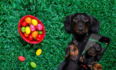 Mutlu Paskalya dachshund sosislisi. Yanında bir sürü yumurta ve sepet var. Dinleniyor, yalan söylüyor ya da tatil sezonunda çimlere uzanıyor.