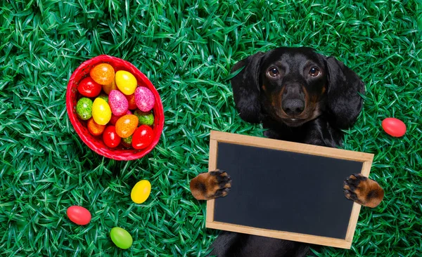 Śmieszne Szczęśliwy Wielkanocny Jamnik Kiełbasa Pies Dużą Ilością Jaj Wokół — Zdjęcie stockowe