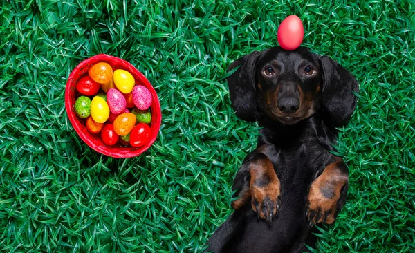Divertido Perro Salchicha Feliz Pascua Dachshund Con Montón Huevos Alrededor —  Fotos de Stock