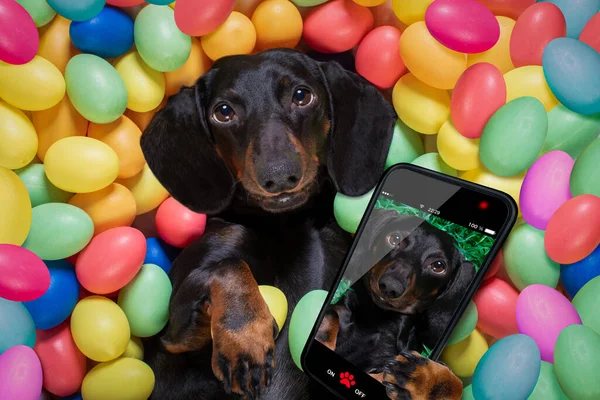 Happy Easter Dachshund Worst Hond Liggend Bed Vol Grappige Kleurrijke — Stockfoto