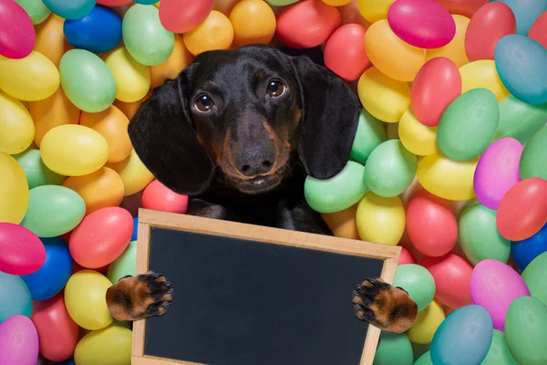 Feliz Perro Salchicha Pascua Acostado Cama Lleno Divertidos Huevos Colores —  Fotos de Stock