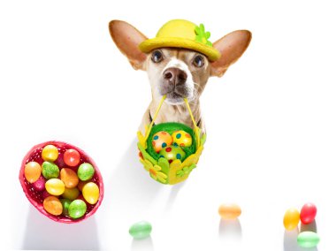 Mutlu Paskalya Chihuahua köpekleri ve eğlenceli renkli yumurtaları tatil sezonu için sepete koydular.