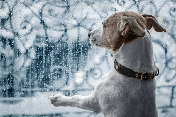 Джек Російський Собака Вікні Дивиться Поганий Холодний Дощ Дощова Погода — стокове фото