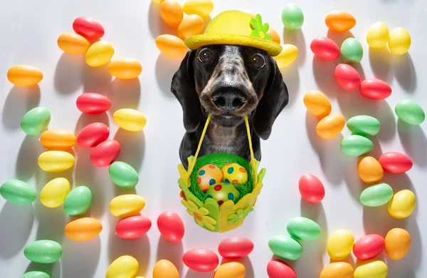 Fröhliche Osterdackel Wurst Hund Mit Lustigen Bunten Eiern Einem Korb — Stockfoto