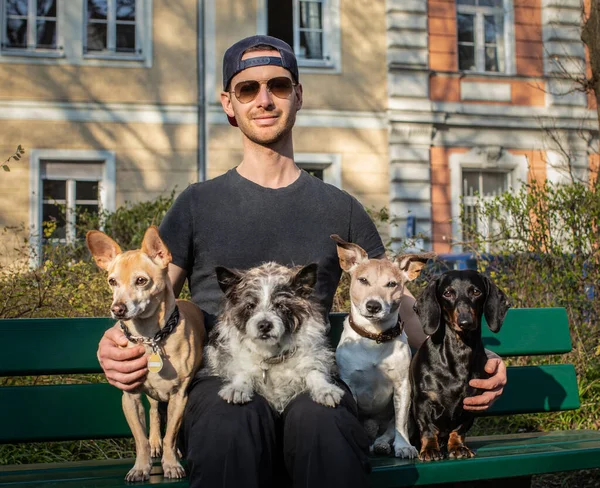 Sahibi Antrenörü Olan Bir Grup Köpek Yürüyüşe Yürüyüşe Çıkmaya Hazır — Stok fotoğraf