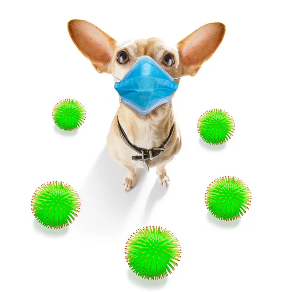 Sick Ill Chihuahua Dog Isolated White Background Face Mask Viral — Stock Photo, Image