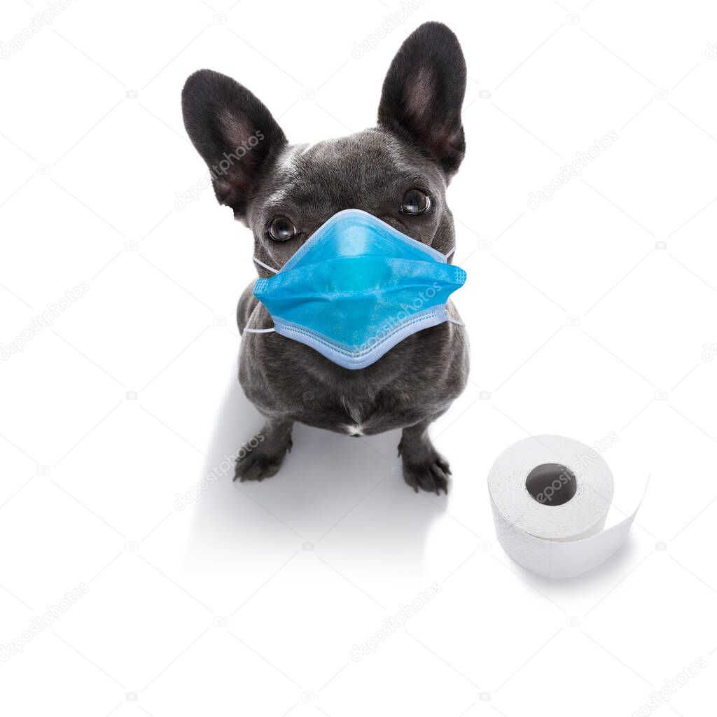 sick and ill french bulldog  dog  isolated on white background with  face mask and viral coronavirus , and paper rolls