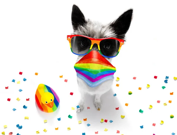 Karantän Coronavirus Covid Homosexuella Pudel Terrier Hund Stolt Över Mänskliga — Stockfoto