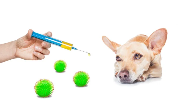 Cão Chihuahua Doente Doente Isolado Fundo Branco Coronavírus Viral Todo — Fotografia de Stock
