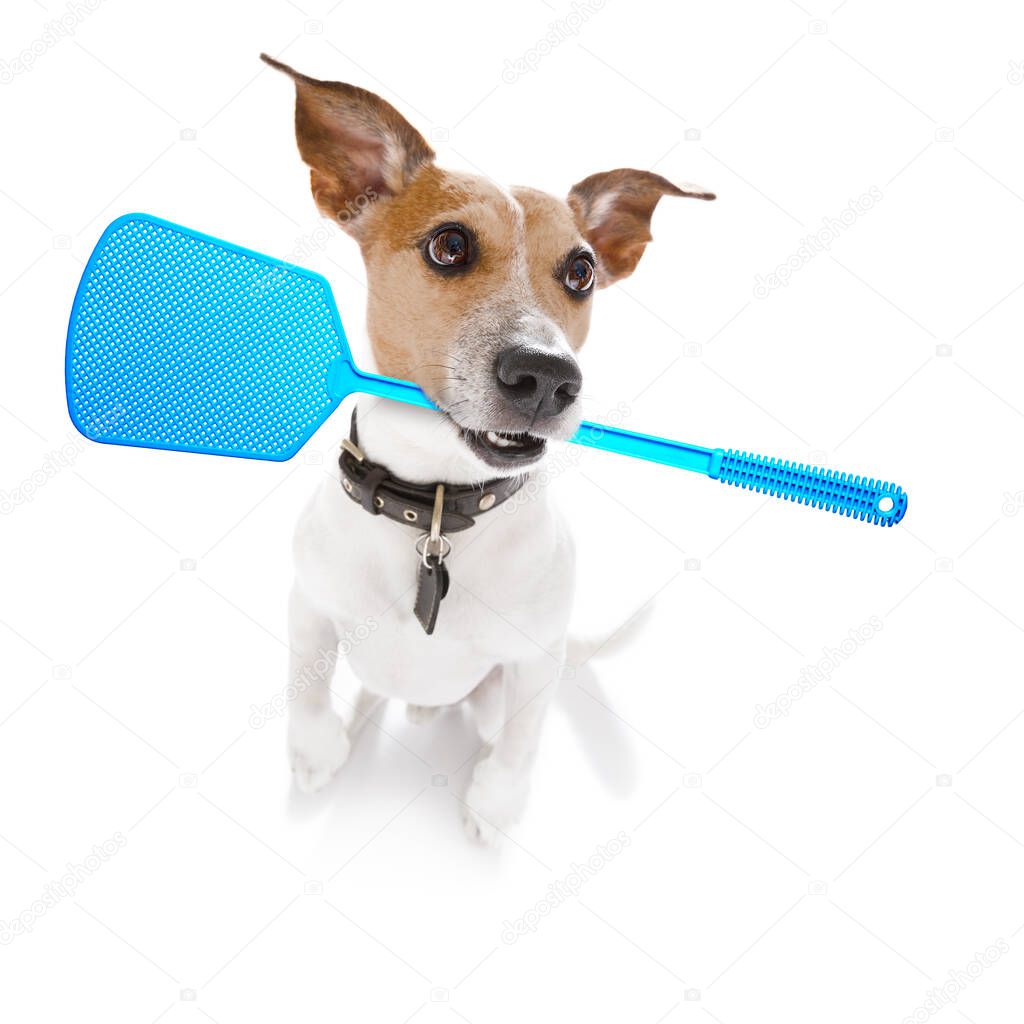jack russell dog considering the problem of tick insects and fleas , close to scratch its skin or fur , isolated on white background, with a fly swatter
