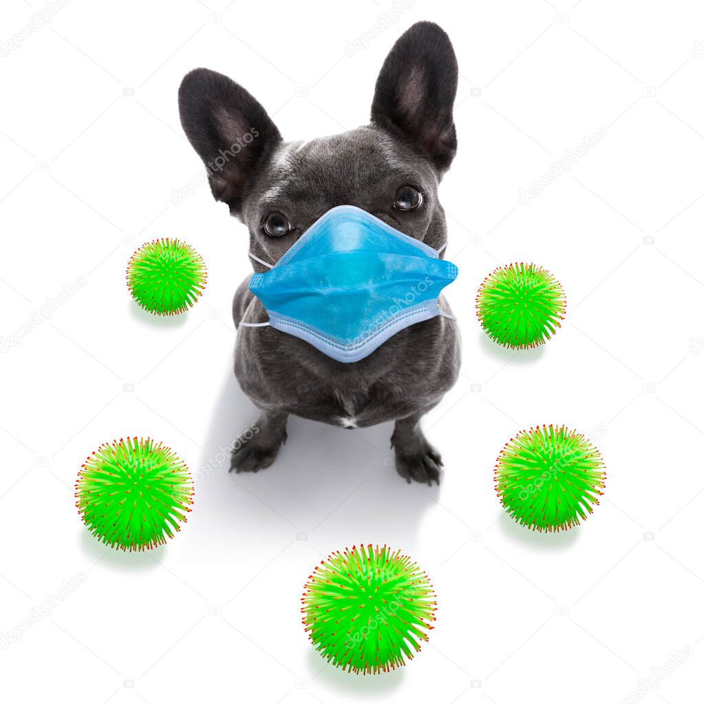 sick and ill french bulldog  dog  isolated on white background with  face mask and viral coronavirus all over