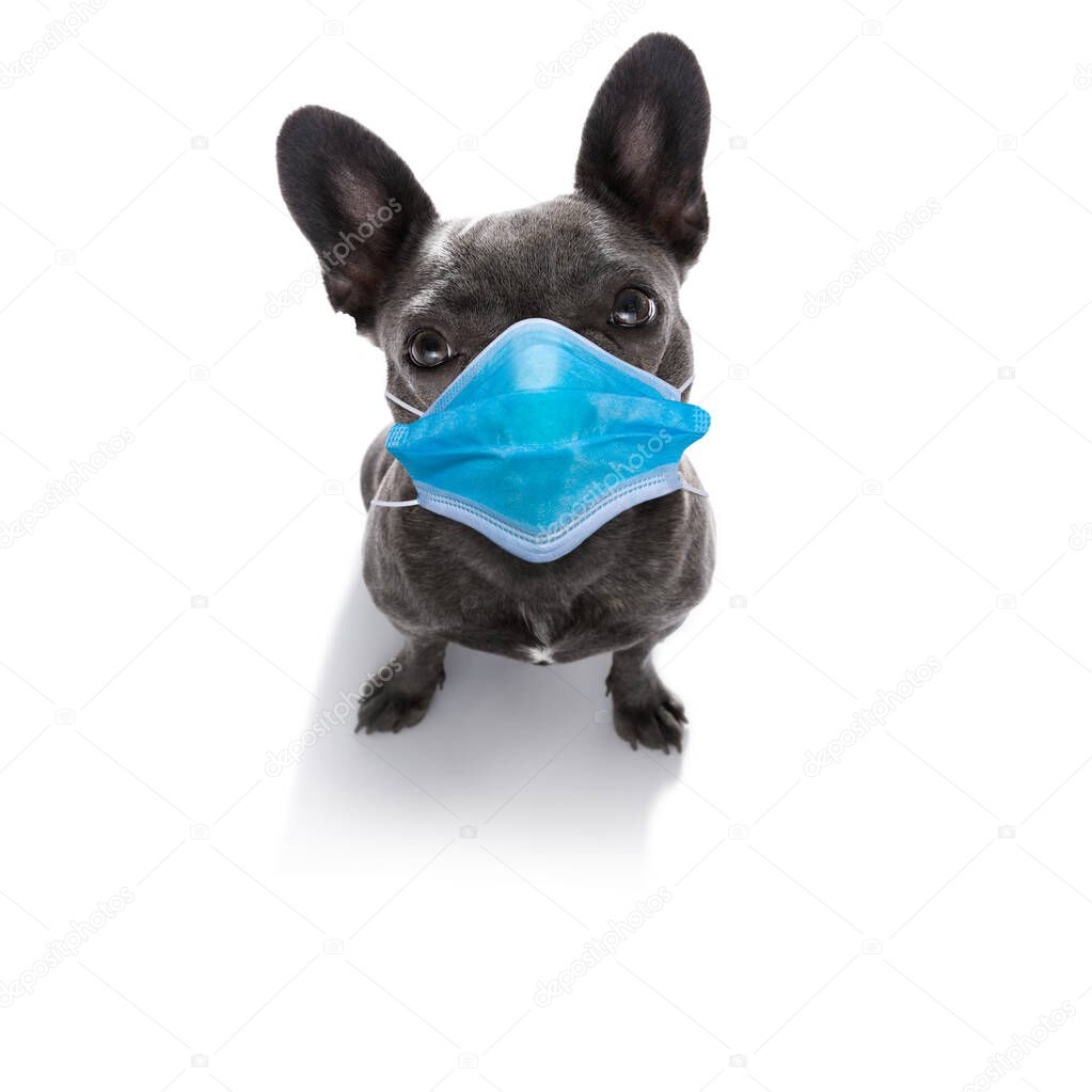 sick and ill french bulldog  dog  isolated on white background with  face mask and viral coronavirus all over