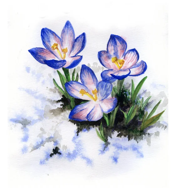 Akvarell bild av crocus blommor — Stockfoto