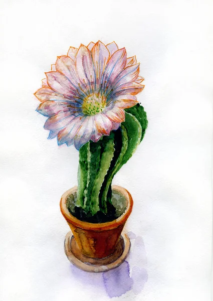 Akvarell bild av kaktus blomma — Stockfoto