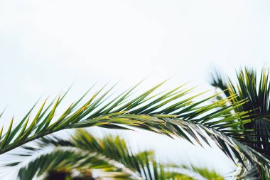 Karşı sahilde mavi gökyüzü hurma ağaçlarının dalları