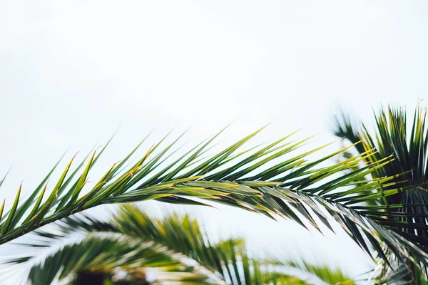 Karşı sahilde mavi gökyüzü hurma ağaçlarının dalları