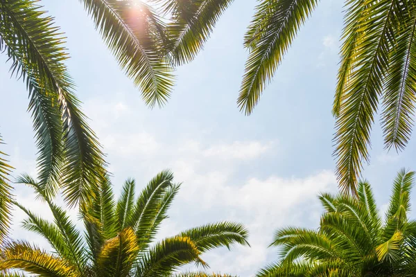 Palmiye ağaçları gökyüzü güneşli bir plaj