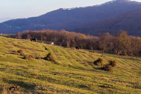 Orman kaplı dağ yamaçlarında