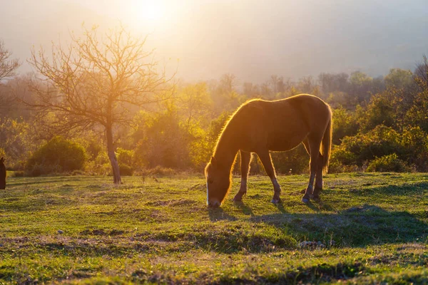 Bir at çim üzerinde otlatma