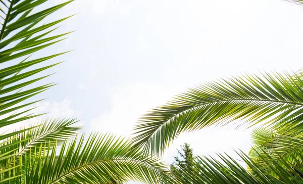 Branches de palmiers contre le ciel — Photo