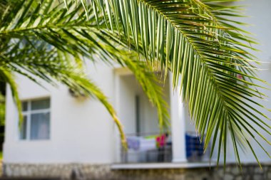 Evin arka plan palmiye ağaçlarının dalları