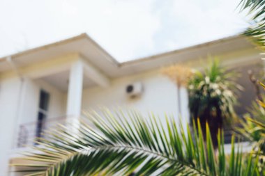 Güneşli bir günde bir Beyaz Saray arka planda bir palmiye ağacının dalını