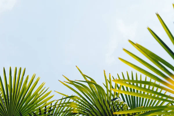 Ramas de palmeras contra el cielo azul — Foto de Stock